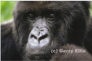 Oil Exporation Threatens Mountain Gorilla Population of Virunga National Park